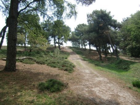 Bergen-Afferden NL : De Maasduinen, Naturschutzgebiet ( NSG ) Het Quin, Wanderweg